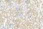 GREMLIN Antibody (C-term)
